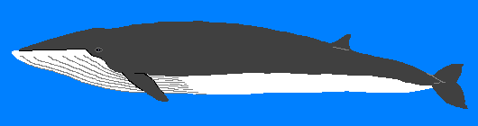 �C���V�N�W��