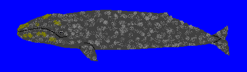 �R�N�N�W��