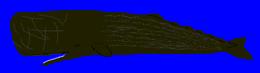 マッコウクジラ