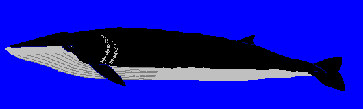 �~���N�N�W��