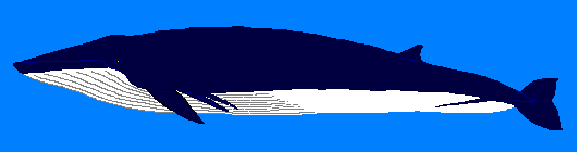 �i�K�X�N�W��