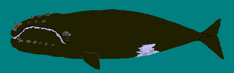 セミクジラ