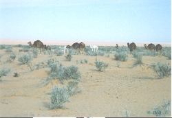 caravan01.jpg (40149 oCg)