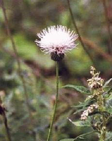 Cirsium