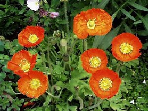 Papaver.rhoeas.L