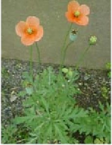 Papaver.rhoeas.L
