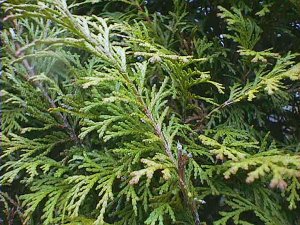 Chamaecyparis obtusa