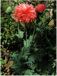 Papaver