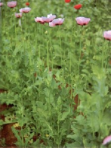 Papaver