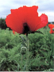 Papaver
