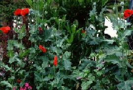 Papaver