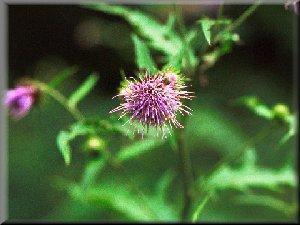 Cirsium