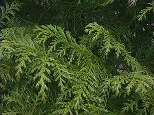 Chamaecyparis pisifera