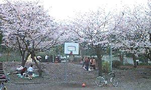 hanami1.jpg